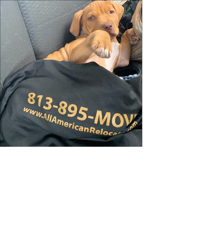 All American Moving 