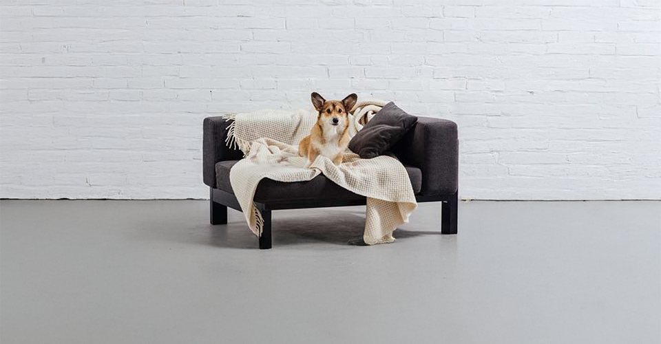 Dog proof your New Home