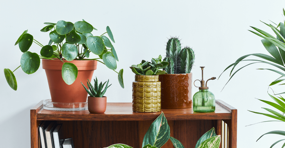 House plants