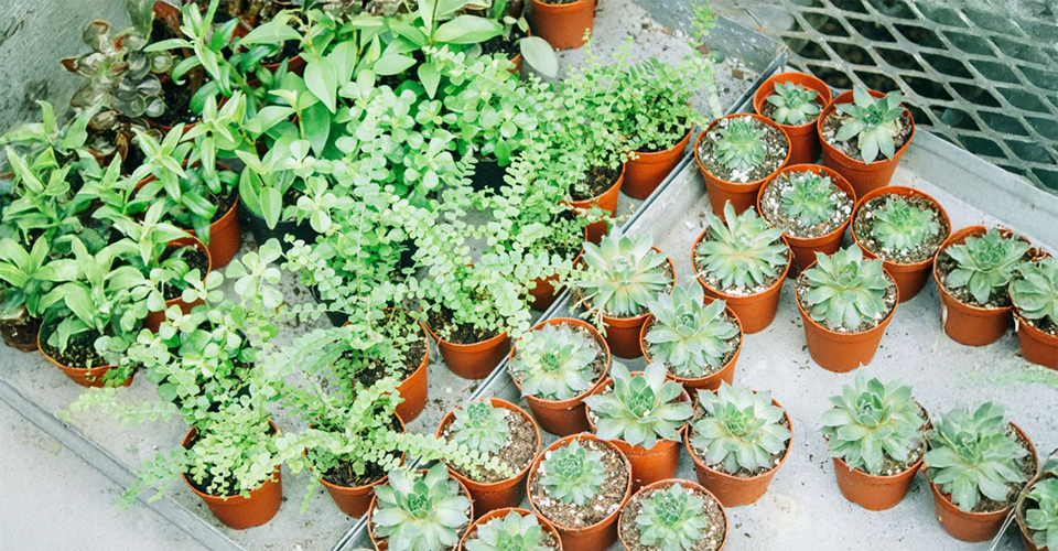 /tips-for-moving-your-plants-long-distance-and-locally/