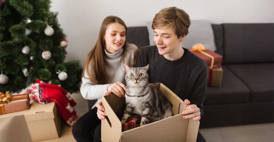 /tips-to-move-cross-country-with-your-cat/