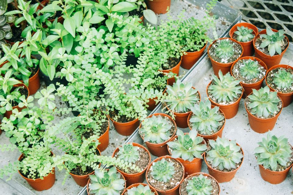 How to Move Your Plants Long Distance and Locally