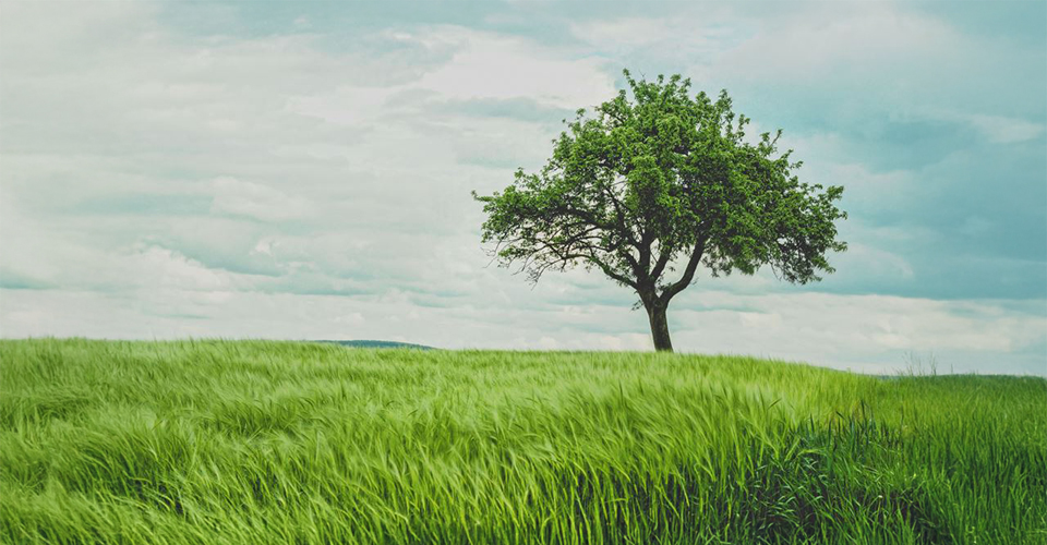 Can you move and transplant a tree