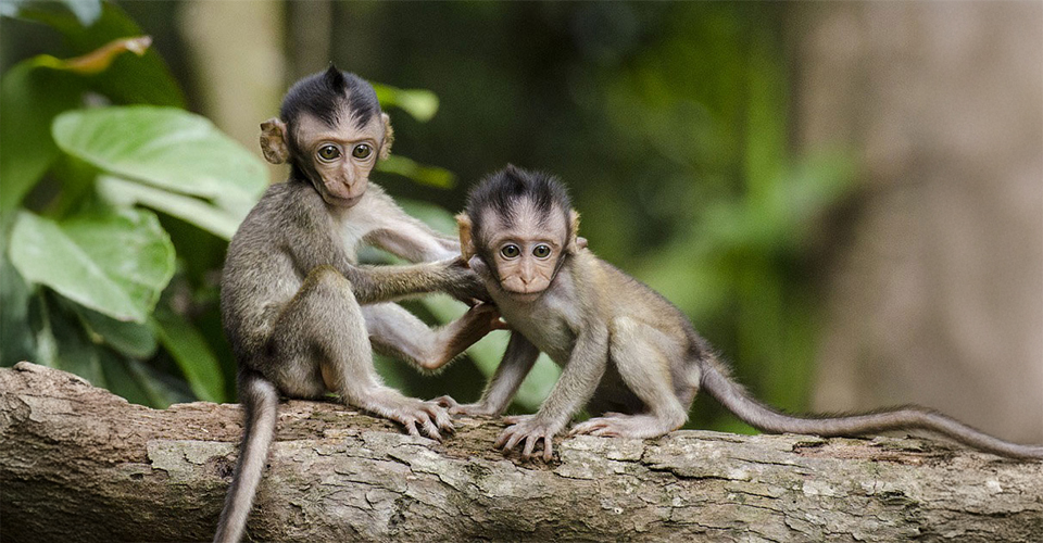 Move wildlife