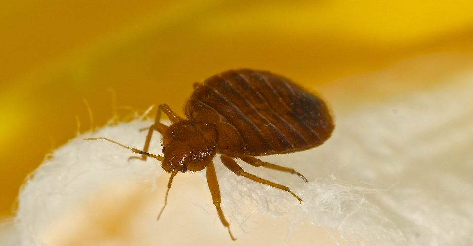 getting rid of bed bugs in your house