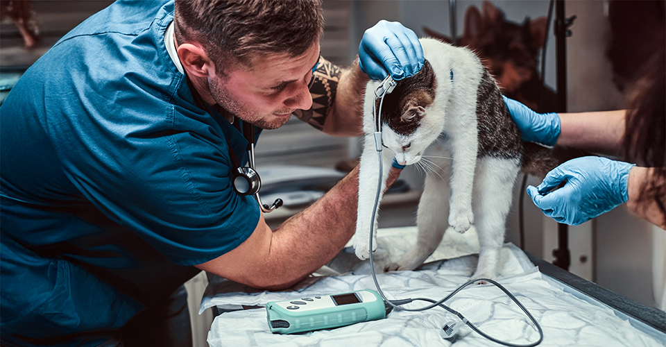 /airline-regulations-for-transporting-pets/