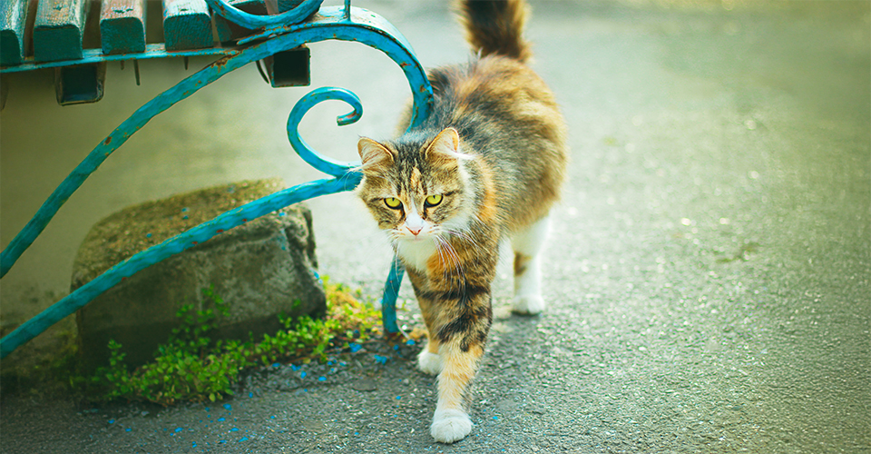 /help-an-outdoor-cat-adjust-to-new-surroundings/
