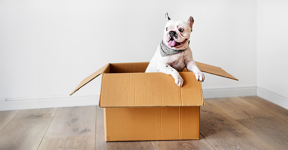 /if-your-pet-could-talk-on-moving-day/