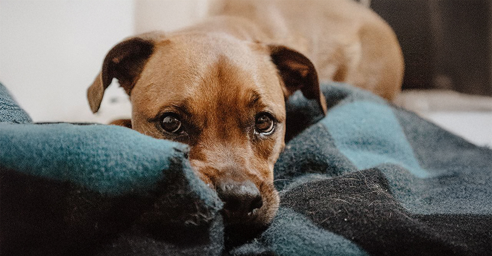 /how-to-make-a-move-easier-on-your-dog/