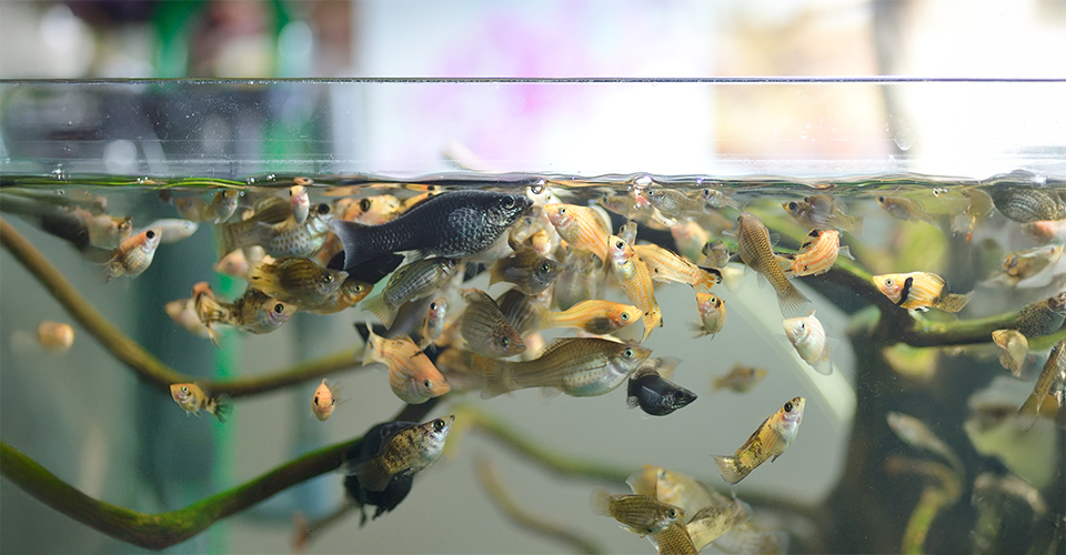 How to safely Move fish and an Aquarium
