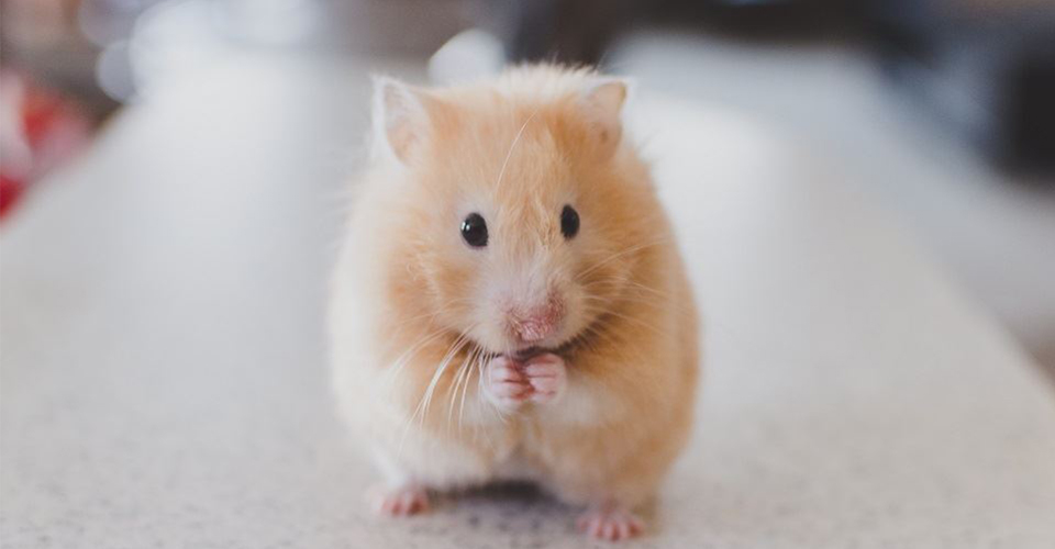 /how-to-move-with-small-animals/