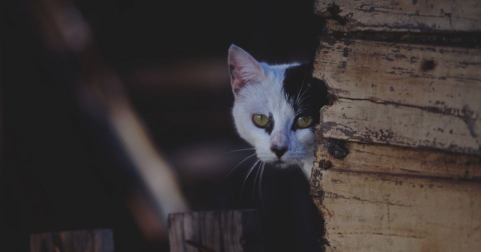 How to Help Outdoor Cat Adjust After a Move