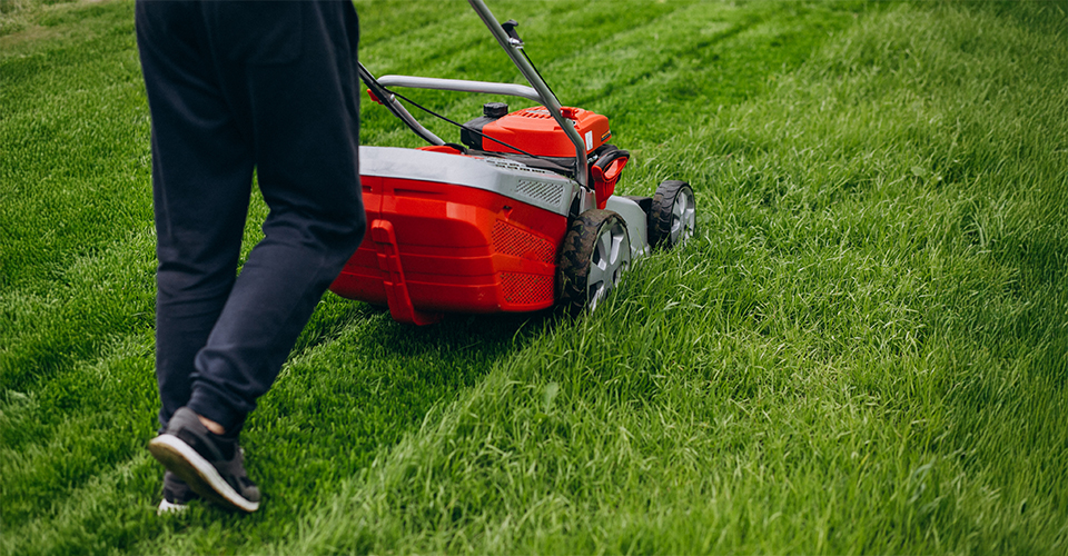 Fertilize and Maintain a Green Lawn
