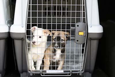 moving pets abroad