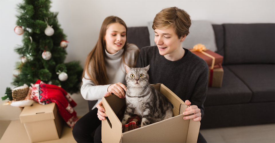 /how-to-move-with-a-cat-long-distance/