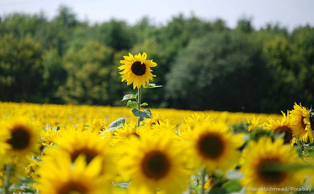 /perennials-or-annuals/