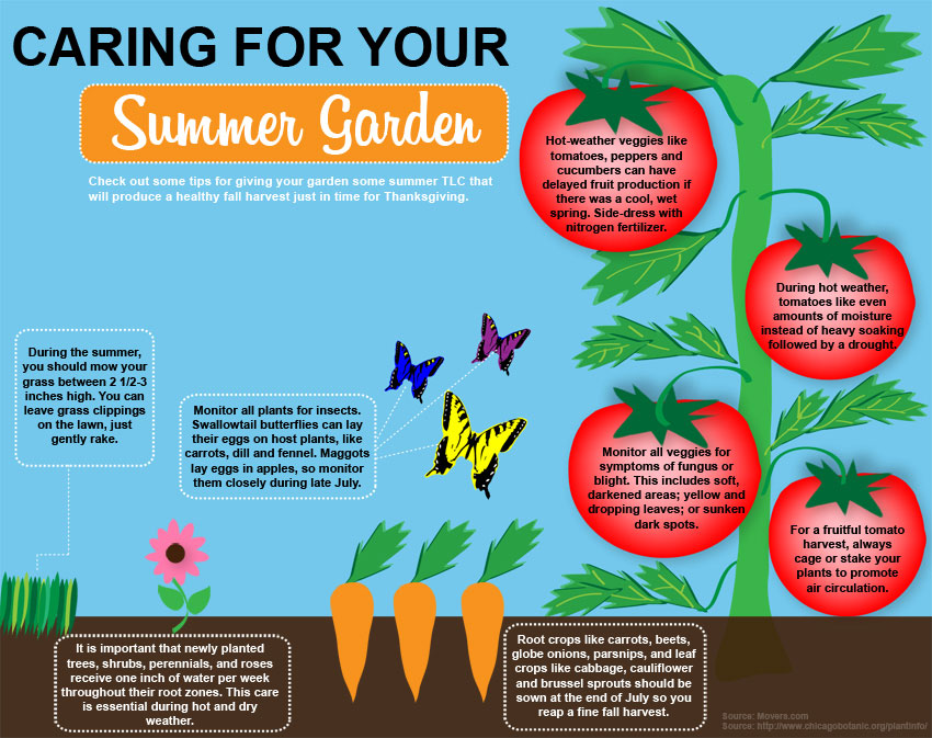 /grow-a-mid-summer-garden-and-save-money-on-grocery-bill/