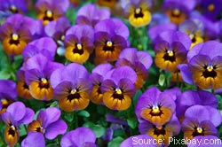 /how-to-grow-a-garden-in-an-apartment.html