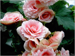 /creating-a-new-garden-with-seeds-and-cuttings-from-your-old-one/