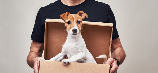 special movers with dog